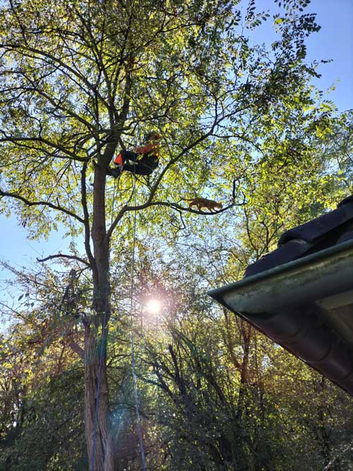 Boomspecialist Hein en kat Bo in de boom.