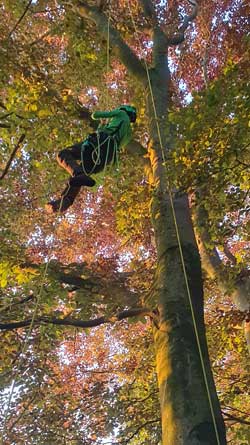 Boomspecialist gaat klimmend omhoog met een klimlijn (touw) om de boomkroon te snoeien.