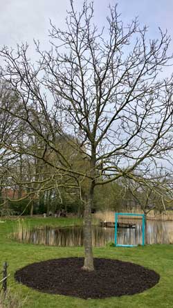 Bodem van de groeiplaats van de boom. De grond moet luchtig zijn, voldoende organische stof bevatten, en bodemleven bevatten zoals wormen. De gezondheid van de boom begint bij een goede bodem.