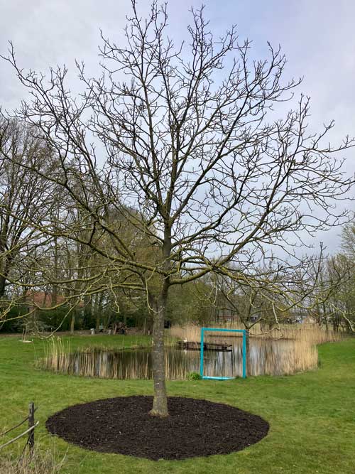Bodem van de groeiplaats van de boom. De grond moet luchtig zijn, voldoende organische stof bevatten, en bodemleven bevatten zoals wormen. De gezondheid van de boom begint bij een goede bodem.